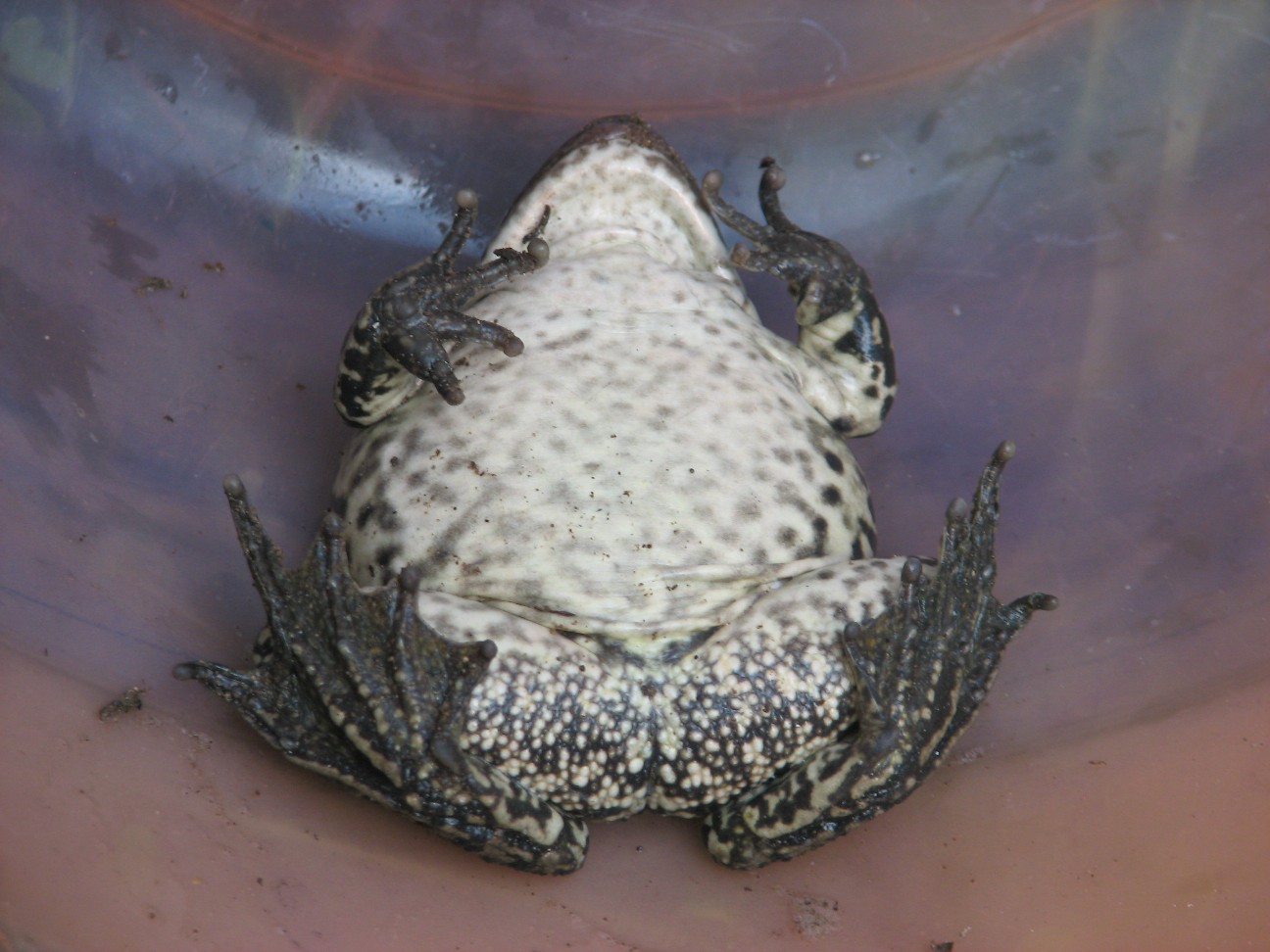 Rana salvata dalla strada - Pelophylax sp. (Sicilia)